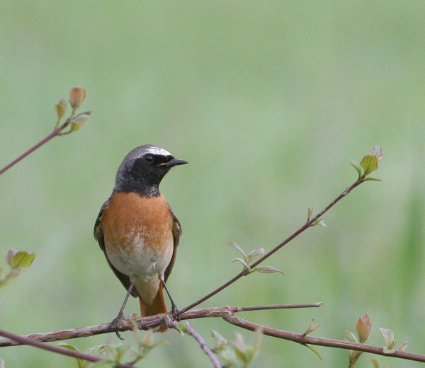Codirosso - Phoenicurus phoenicurus